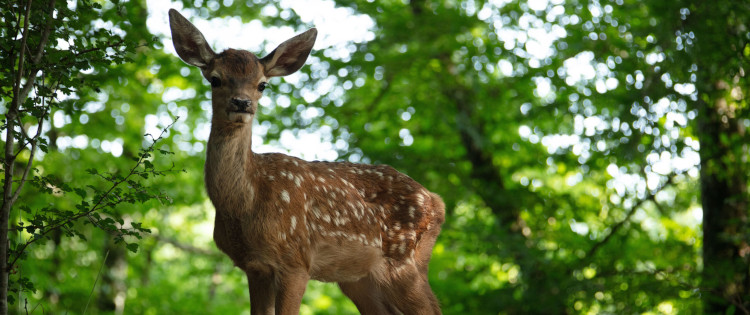 Bambi, la historia de una vida en el bosque